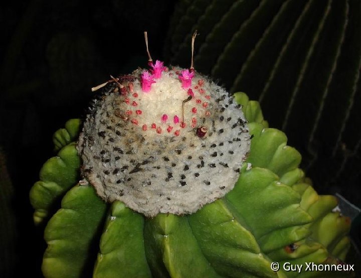 Melocactus guanensis GX